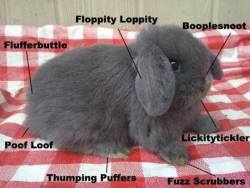 michellecw: sixpenceee:  Anatomy of a bun bun    I can’t figure out my favorite one 
