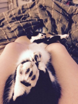 Kitty toes