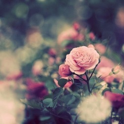 flower | via Tumblr en We Heart It. http://weheartit.com/entry/68853883/via/_Bruna_Mendees