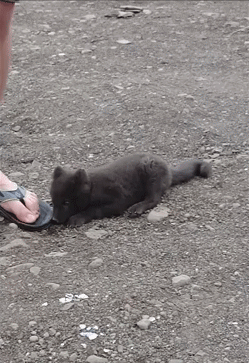 onlylolgifs: baby arctic fox tries to eat a man alive   OMG YES!!!!dusqphire look!