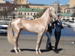 harrystylesisthenextdavidbowie: confused-spoon:  sixpenceee:  The Akhal-Teke is a horse breed from Turkmenistan, where they are a national emblem. They have a reputation for speed and endurance, intelligence, and a distinctive metallic sheen. The shiny