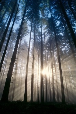 wolverxne:  Sunburst In The Forest | Greg Vaughn-Printscapes 