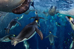 awkwardsituationist:  emperor penguins, like other birds, have the capacity to fluff their feathers and insulate their bodies with a layer of air. but where most birds have rows of feathers with bare skin between them, emperors have a dense, uniform coat
