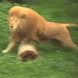 houndoom:  makkie14:  I can’t not reblog a lion playing with a football sorry.  soccer ball / football 
