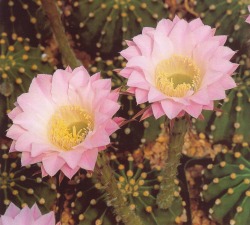  Cactus: Echinopsis 