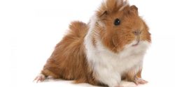lvrdfiji:  Guinea Pig Breeding Details Pegnancy Duration: 60-72 days Weight of A Normal Newborn: 75-100 gram Time Of Delactation : 14-21 days Weight Of Delactation: 150-200 gram Estrus Mating Frequency: 15-17 days Earliest Mating Time For Females: 24-30