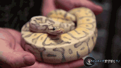 w-1ldlife:  xiamjustbeautifulmex:  comboreversal:  Yawning snakes are literally the most adorable thing on this planet.  Considering I am terrified of these things, actually quite cute.  Im pretty sure that’s not yawning it wants to get a bitch. 