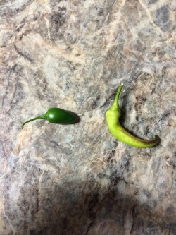 My boyfriend and I were making spaghetti when we randomly noticed these peppers and they reminded me of Sans and Papurus.