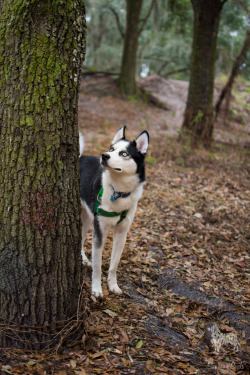 huskyhuddle:  Balto loves the trees. Jan. 2015