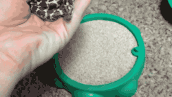 tastefullyoffensive:  Video: Baby Snake Plays in His New Mini Sandbox 
