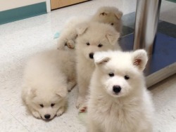skookumthesamoyed:  skookumthesamoyed:  a very intimidating gang of floofs  It makes me so happy to see this, 20,000+ notes in, still with the original caption! Thanks to lovelies who leave the source and caption when you reblog 💛  SOMEDAY is an anagram