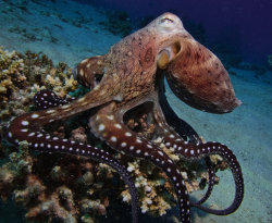 underthevastblueseas:  Why Is Octopus Blood Blue? The pigment that gives the octopus blood its blue color, hemocyanin, is responsible for keeping the species alive at extreme temperatures. Hemocyanin is a blood-borne protein containing copper atoms that