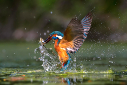 nubbsgalore:  kingfishers, who need to consume their own bodyweight in food each day, prey on unsuspecting fish in rivers and streams, diving with great speed and stealth before returing, heavy with water, to their waterside perches.  the kingfisher,