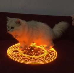 thefingerfuckingfemalefury:  dimestoretajic:  thefingerfuckingfemalefury:  tharook:  blahhaus:  Summoned  I’m not saying cats are demons, but I’ve never seen them in the same room together.  #DEMONS That is suspicious!   it’s just a cat that can
