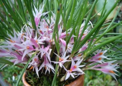 orchid-a-day:  Dendrobium hellwigianumSyn.:  Pedilonum hellwigianum; Dendrobium cyananthum; Dendrobium geluanum; Dendrobium rhaphiotes; Pedilonum geluanum; Pedilonum rhaphiotesSeptember 3, 2019 