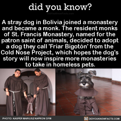 did-you-kno:  A stray dog in Bolivia joined a monastery and became a monk. The resident monks of St. Francis Monastery, named for the patron saint of animals, decided to adopt a dog they call ‘Friar Bigotón’ from the Cold Nose Project, which hopes