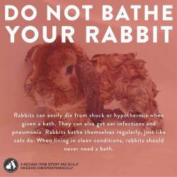 amazingatheist:  maitaijulie:  aviculor:  important psa about buns  We raised rabbits when I was a child and my sister gave a rabbit a bath (she was 5) and it died..so heed this instruction.  I wasn’t going to reblog this, but then I realized I might