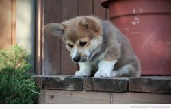 Cutestuffco:  Oh Noes, I Gotta Climb Down That Huge Stair!?(Via Puppy Is Afraid Of