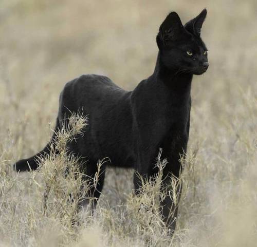 A rare black serval.https://painted-face.com/