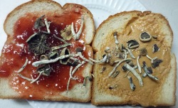 michelle0hwell:  themoonphase:  peanut butter jelly tiiime  I want to reglog this because its a fantastic idea, but the peanut butter and jelly arent spread evenly. How do people leave their sandwiches so unfinished? !?!? 