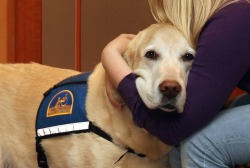 thebestoftumbling:  These dogs work in courtrooms to help comfort victims when testifying against their abusers, and they’re amazing!  