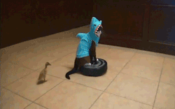 majortvjunkie:  cat_wearing_shark_costume_rides_roomba_while_duck_takes_a dump.gif 