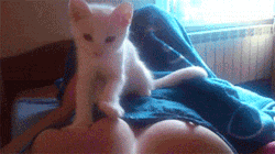 crazysassycassy:  Kitties n titties, yes please!