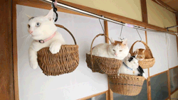 spoopy-eneko:  kvnai:  つりかご      by  かご猫 Ｂｌｏｇ    house goals. i want baskets of cats hanging around my house. 