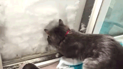 sizvideos:  Cat builds an igloo - Watch the video