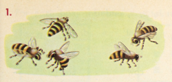 nemfrog:Five bees a buzzing. Numbers We Need - Book Two. 1955. 