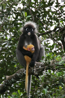 Earth-Song:  Mother And Child By Garion  An Adult Female Dusky Leaf Monkey (Trachypithecus