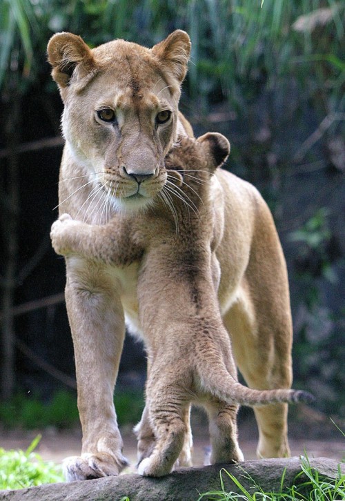 cuteness-daily:  Animals with their babies 