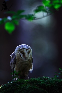 wonderous-world:  Owl by Jiri Michal  …………..one