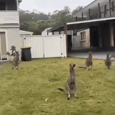 jaubaius: Kangaroos taking shelter in suburban areas to escape the fires.