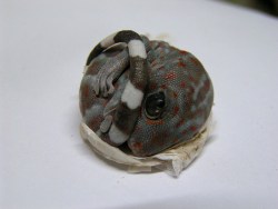 cloud9highh:  Tokay gecko hatchling. Photo by Robert Farrugia.  I WANT IT! I&rsquo;m gonna name it Charizard.