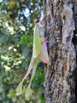 fyeahcutemoths: astralbodyandmind:  I found these moths separately, and placed them on the tree togetherI walked away for some time and came back to the little one hiding out under the larger one’s wing :3  Wait you found a Rosy Maple and a Luna at