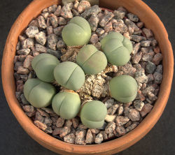 plasticcyborg: sushinfood:  epochalys:  tiny butt plant if u ever feelin sad, just remember there is a succulent species, gibbaeum heathii, that look like lil butts (source)  succulent little butts  