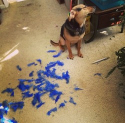 haleycue: pandamiglio:  My dog destroys things then acts like he doesn’t even see it  Dying 