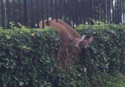 anything-is-pawsible: littleboynix:  tamashiihiroka:  Two deer. Not just one. Two of them made this mistake  Together  Deer 1: Why are we in a gate again? Deer 2: You tried to go through and got stuck so I squeezed in next to you so everyone would just