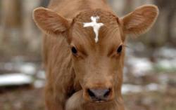 brightfaerie: Moses, the cow with a cross on his forehead 