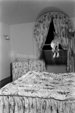 Carl Mydans - Horace the Irish hare in midair, 1956.