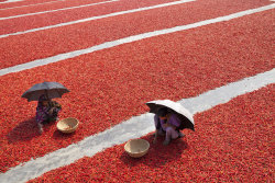 theeconomist:    Women sort red chili peppers to dry in the sun near Jamuna river, Gaibandha, Bangladesh on February 23rd 2016. Red chili is the main source of income in the area and it is mostly women who are engaged in its production and processing.