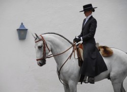 classical-equitation:  I don’t care what anyone says, horses look good in cognac tack. 😍If I ever get my hands on a romantic grey Iberian, I’m selling my soul for some traditional Iberian costume in cognac coloured leather. You can’t stop me.