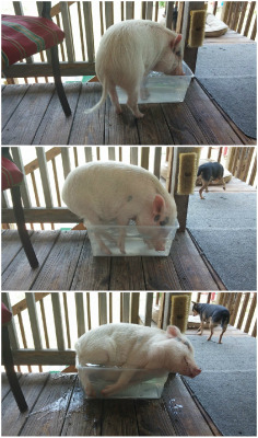 catch-me-heal-me:  icarusthesupernaturalpig:  Look at him, he is so happy with himself.  Awwwwww