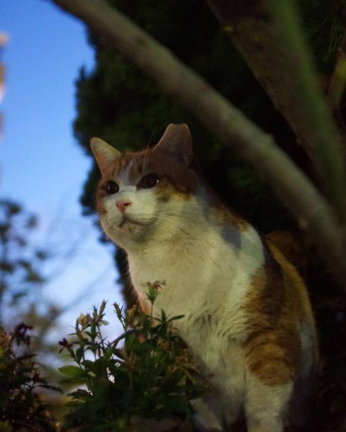 y-yuhara-tailchaser:  行ってみようか…   #fixx201401 #シッポ追い #tailchaser #猫 #ねこ #ネコ #cat #cats #猫写真 #東京猫 #外猫 #地域猫  #ねこ部 #まちねこ  #ネコスタグラム  #猫好きさんと繋がりたい  #nekostagram