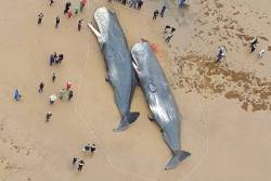 theveganmothership:  Heartbreaking what humans are doing.   Post-Mortem on the 13 stranded North Sea sperm whales finds their stomachs full of plastic. This occurred near the town of Tönning in Schleswig-Holstein (Germany).   There are also other reasons,
