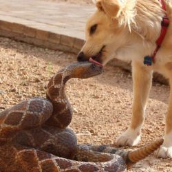 drewster321:  jimfear138:  cutereptiles:  majortvjunkie:  why he lick me  He r friend. :D  That poor rattlesnake looks so utterly confused and affronted.  Goodbye dog 