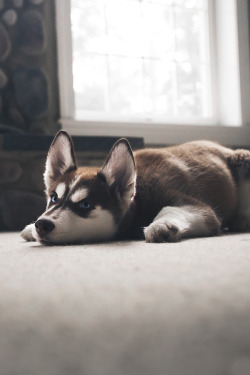 envyavenue:  Husky Pup | Photographer 