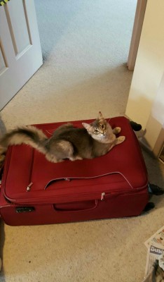 kintatsujo:  deserttail:  How my Somali cat, Evie, welcomes me home.  @wizqevelynart 