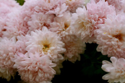floralls